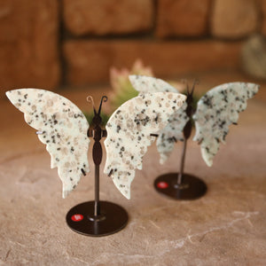 Kiwi Jasper Butterfly